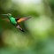 Burung Langka Kalimantan Tengah